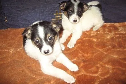Mikro-pieski 9 tyg,mix pinczerka,adopcja!!,  święt