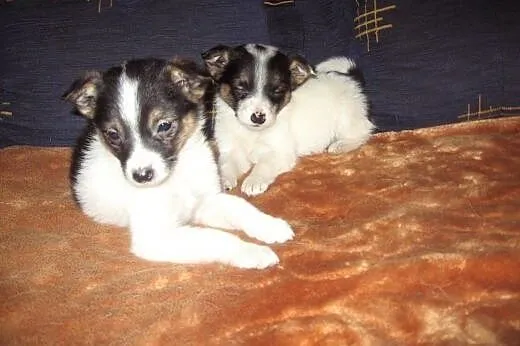 Mikro-pieski 9 tyg,mix pinczerka,adopcja!!,  święt