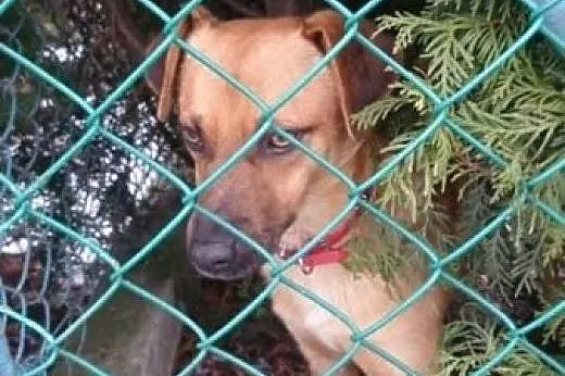 Rudy vel Robcio roczny piesek marzy o kochającym d