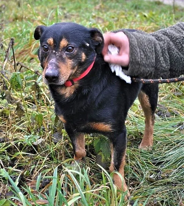 BASTER - odebrany interwencyjnie, nigdy nie kochany, prosi o szansę i dom, mazowieckie Warka,