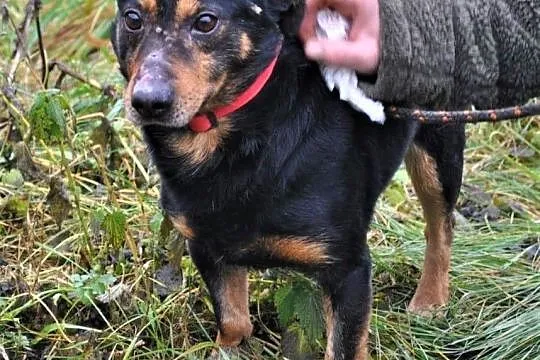 BASTER - odebrany interwencyjnie, nigdy nie kochany, prosi o szansę i dom,  mazowieckie Warka, 