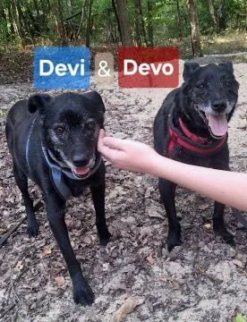 Devo i Devi BŁAGAJĄ o dom!  Devo i Devisą praktycznie identyczni, całkiem dziarscy i łagodni, jedyni