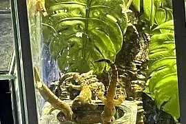 Gekon płaczący | Lepidodactylus lugubris