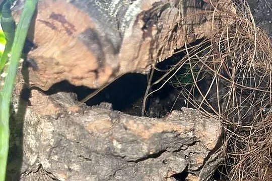 Gekon płaczący | Lepidodactylus lugubris, Mazowieckie, Warszawa