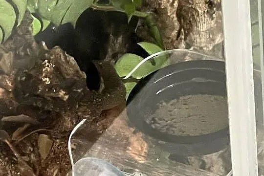 Gekon płaczący | Lepidodactylus lugubris, Mazowieckie, Warszawa