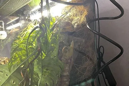 Gekon płaczący | Lepidodactylus lugubris, Mazowieckie, Warszawa