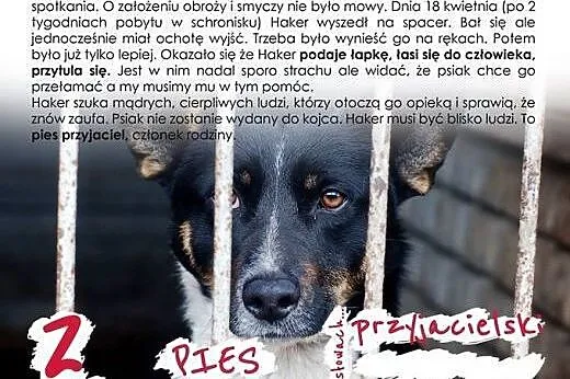 Haker do adopcji,  Kundelki cała Polska