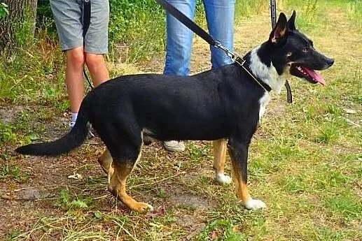 Haker do adopcji,  Kundelki cała Polska