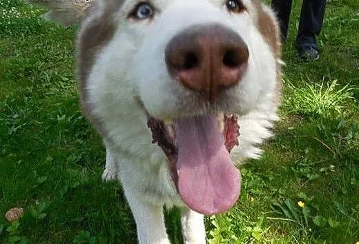 Timur - piękny rudzielec husky poszukuje domu, śl