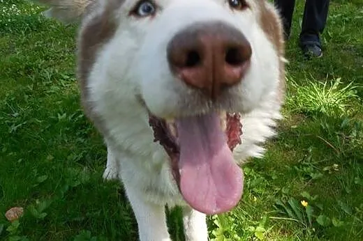 Timur - piękny rudzielec husky poszukuje domu, śląskie Sosnowiec