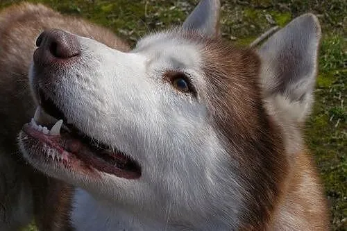Timur - piękny rudzielec husky poszukuje domu,  śl
