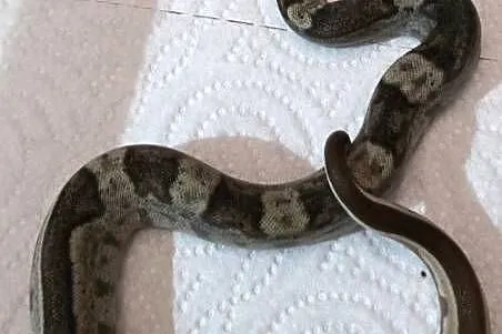 Boa jungle/motley/ leopard, Kujawsko-pomorskie, Inowrocław