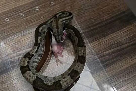 Boa jungle/motley/ leopard, Kujawsko-pomorskie, Inowrocław