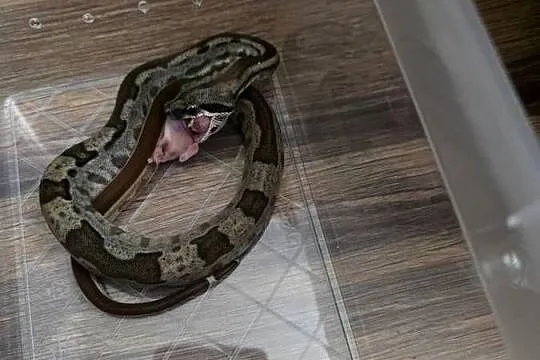 Boa jungle/motley/ leopard, Kujawsko-pomorskie, Inowrocław