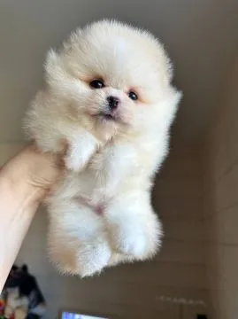 Urocze szczenięta pomeraniana na sprzedaż WhatsApp +16063318962, , Watkowo-Kolonia