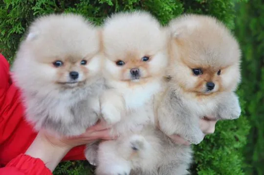 Urocze szczenięta pomeraniana na sprzedaż WhatsApp +16063318962, , Watkowo-Kolonia