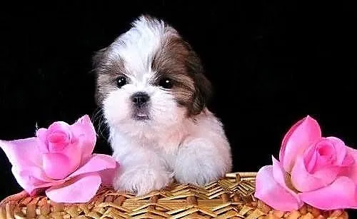 Shih Tzu