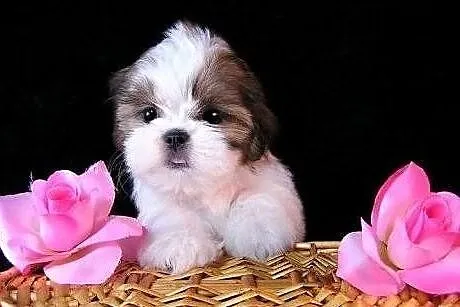 Shih Tzu