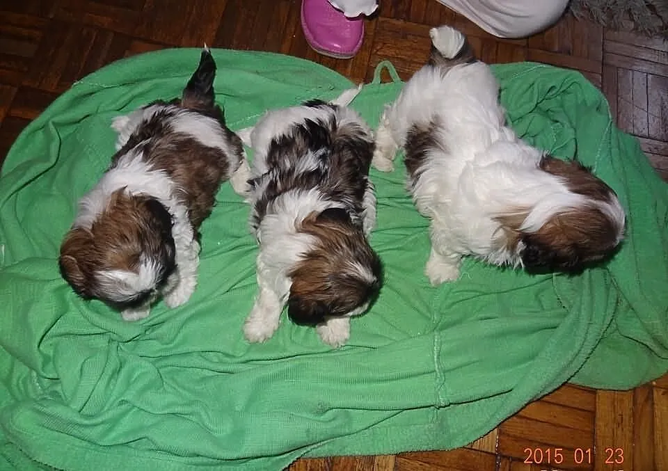Shih Tzu Piękne Suczki