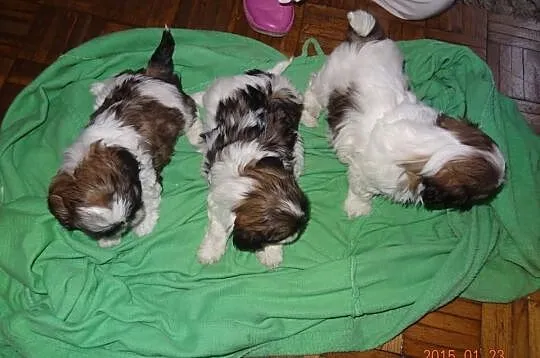 Shih Tzu Piękne Suczki