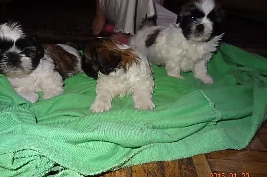 Shih Tzu Piękne Suczki