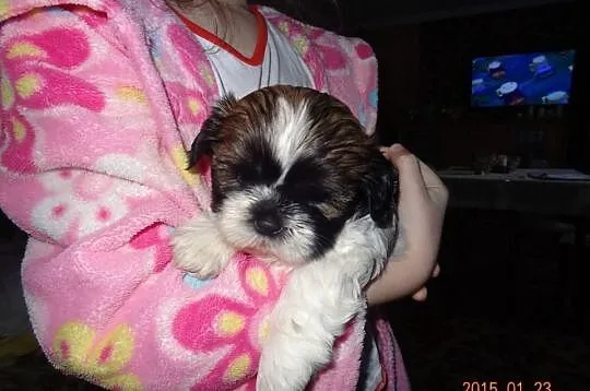 Shih Tzu Piękne Suczki
