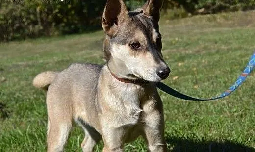 Bajka - uroczy szczeniak mix husky czeka na dom,