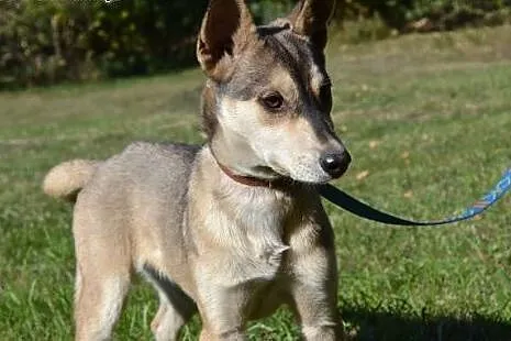 Bajka - uroczy szczeniak mix husky czeka na dom,  