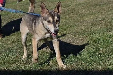 Bajka - uroczy szczeniak mix husky czeka na dom,  