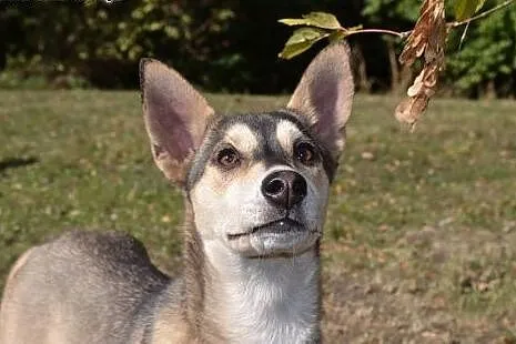 Bajka - uroczy szczeniak mix husky czeka na dom,  