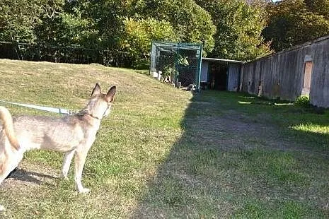 Bajka - uroczy szczeniak mix husky czeka na dom,  