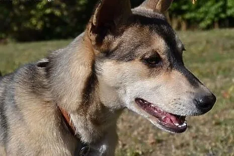 Bajka - uroczy szczeniak mix husky czeka na dom,  