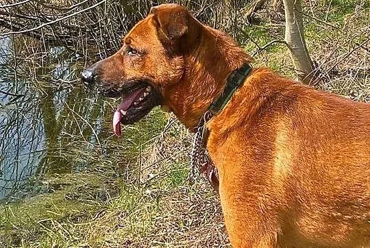 KORIN jest sympatycznym chłopakiem, mądrym i łagodnym psiakiem :), Mazowieckie, Warszawa