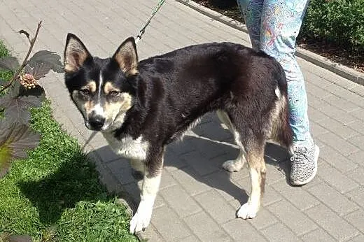 Znaleziono sunię 25.05 Jelonki - Bemowo,  mazowieckie Warszawa
