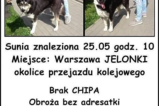 Znaleziono sunię 25.05 Jelonki - Bemowo,  mazowiec
