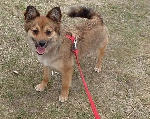 Luna- mała sunia w typie liska, łódzkie Skierniew