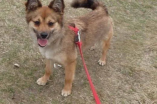 Luna- mała sunia w typie liska,  łódzkie Skierniew