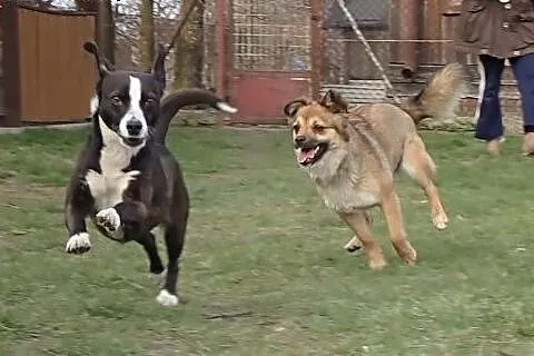 Luna- mała sunia w typie liska,  łódzkie Skierniew