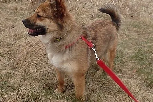 Luna- mała sunia w typie liska,  łódzkie Skierniew