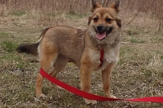Luna- mała sunia w typie liska,  łódzkie Skierniew