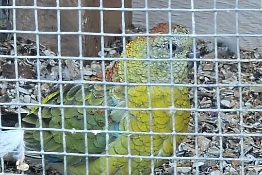 Papugi świergotki para, Śląskie, Godów
