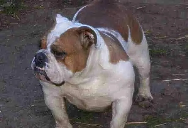 Buldog angielski