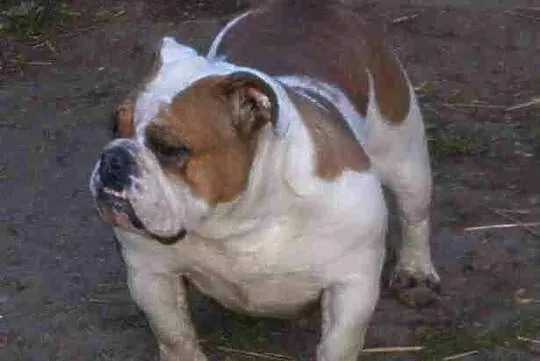 Buldog angielski