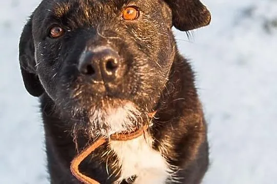 Dżasper - młody, szorstkowłosy pies do adopcji