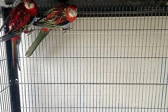 Rozelle Białolice Opolskie, Dobrodzień