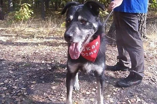 Fantastyczny Loki, kochający ludzi wesołek ADOPCJA,  Kundelki cała Polska