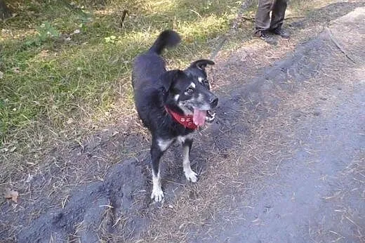 Fantastyczny Loki, kochający ludzi wesołek ADOPCJA