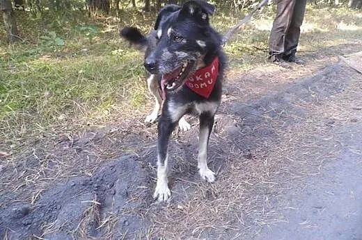 Fantastyczny Loki, kochający ludzi wesołek ADOPCJA