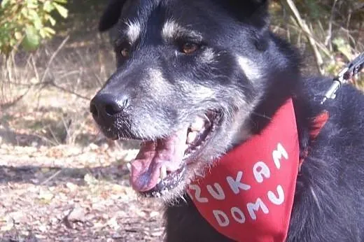 Fantastyczny Loki, kochający ludzi wesołek ADOPCJA