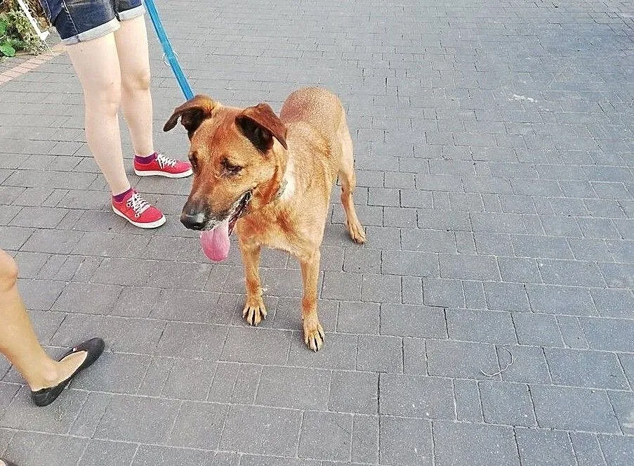 KORIN- kawał psa co cudny charakter ma, Mazowieckie, Warszawa